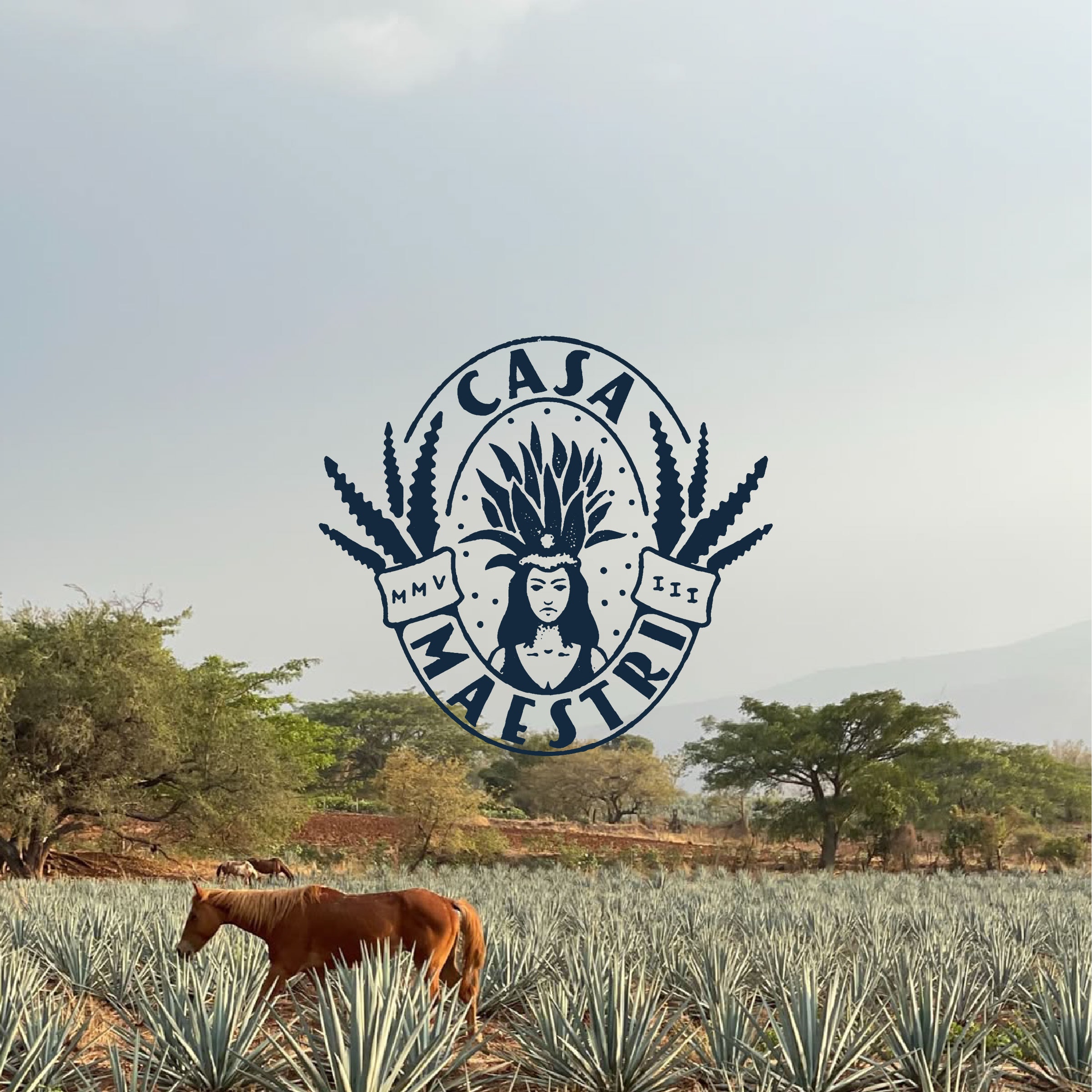 Casa Maestri — Mayahuel badge with agave leaves in navy, set over a photograph of horses grazing in an agave field